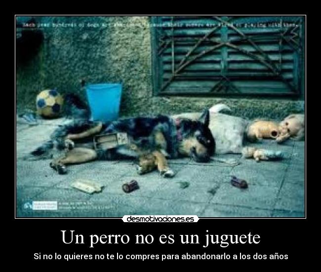Un perro no es un juguete - 