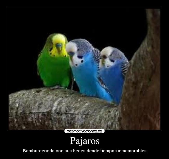 Pajaros - Bombardeando con sus heces desde tiempos inmemorables