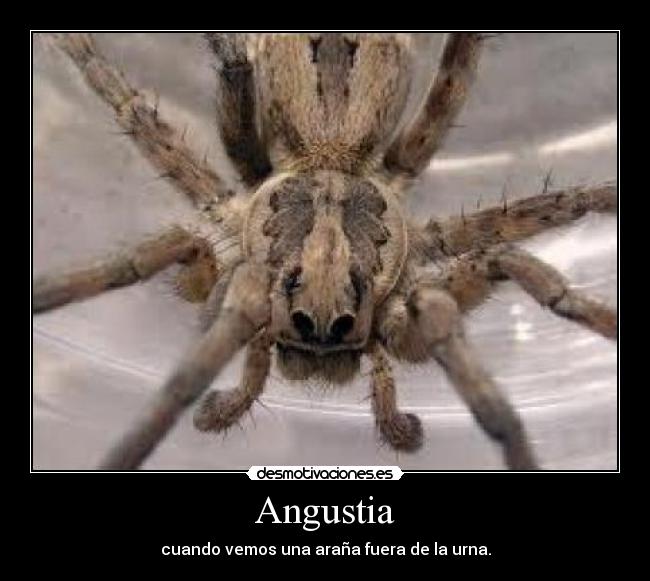 Angustia - cuando vemos una araña fuera de la urna.