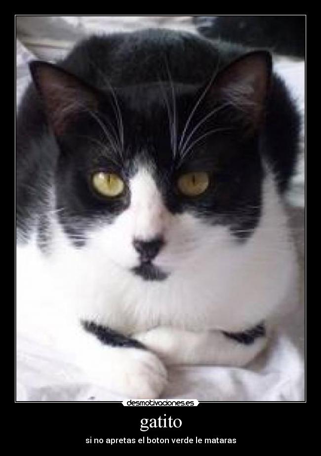 gatito -