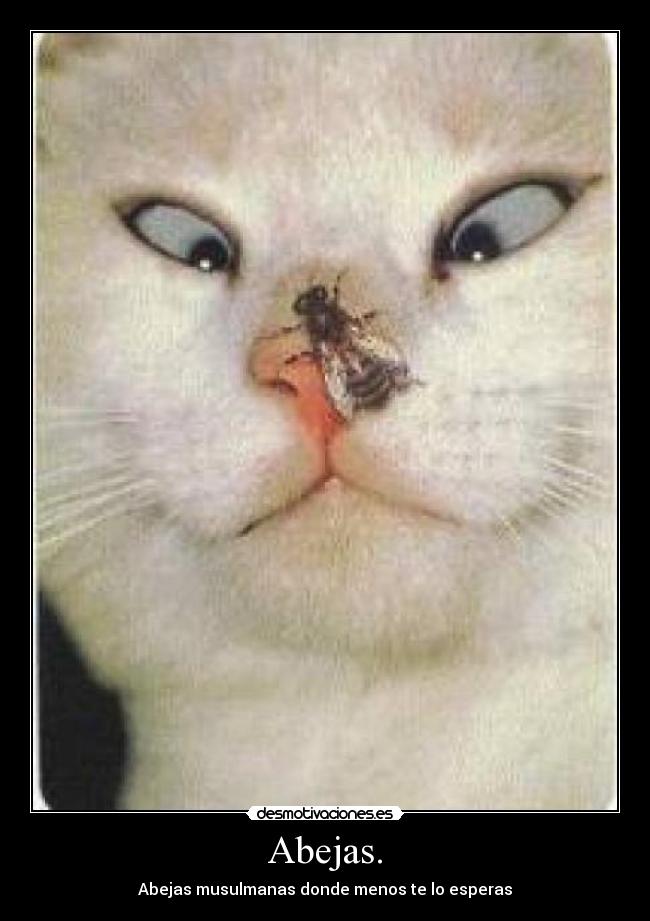 Abejas. - Abejas musulmanas donde menos te lo esperas