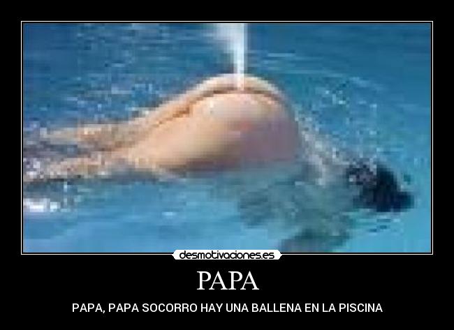 PAPA - PAPA, PAPA SOCORRO HAY UNA BALLENA EN LA PISCINA