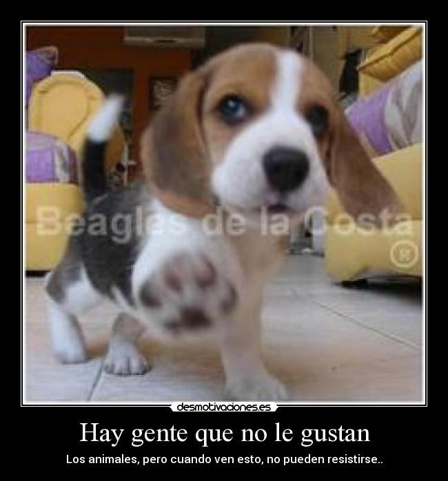 Hay gente que no le gustan - Los animales, pero cuando ven esto, no pueden resistirse..