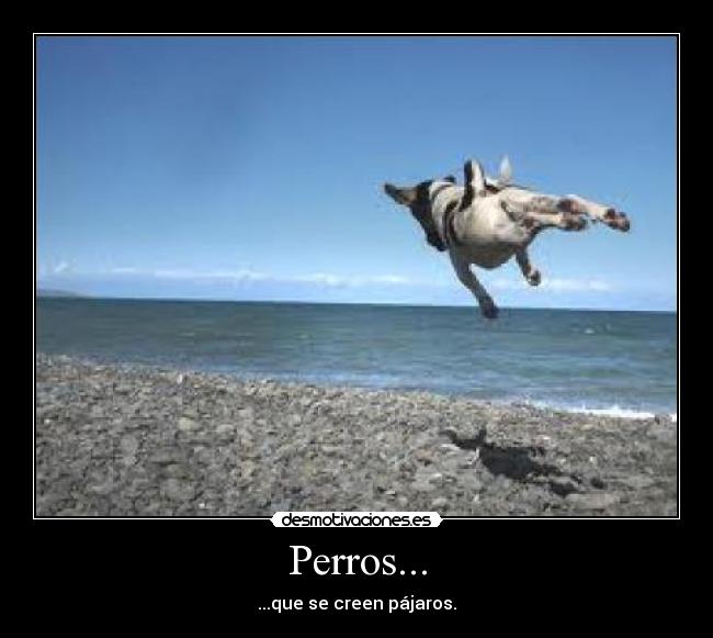 Perros... - ...que se creen pájaros.