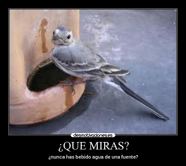 ¿QUE MIRAS? - 