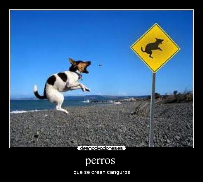 perros -