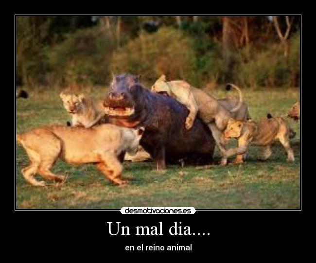 Un mal dia.... - en el reino animal