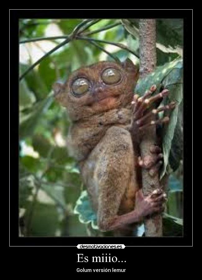 Es miiio... - Golum versión lemur