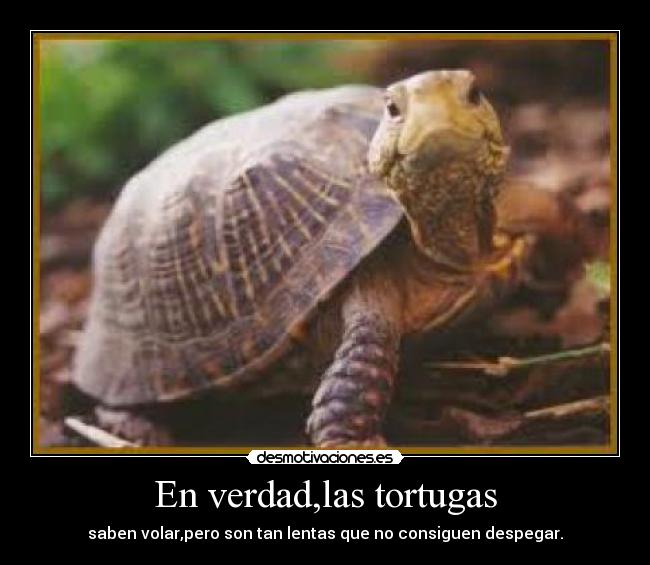 En verdad,las tortugas - 
