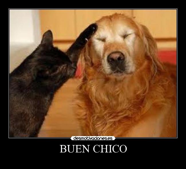 BUEN CHICO -