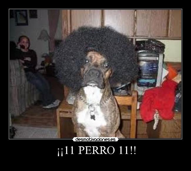 ¡¡11 PERRO 11!! - 