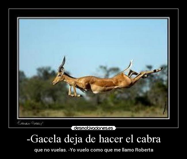 -Gacela deja de hacer el cabra -