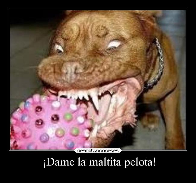 ¡Dame la maltita pelota! -
