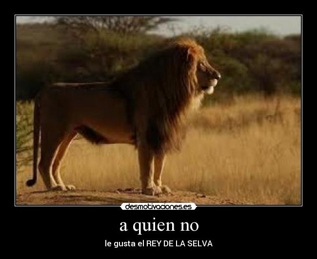 a quien no - 