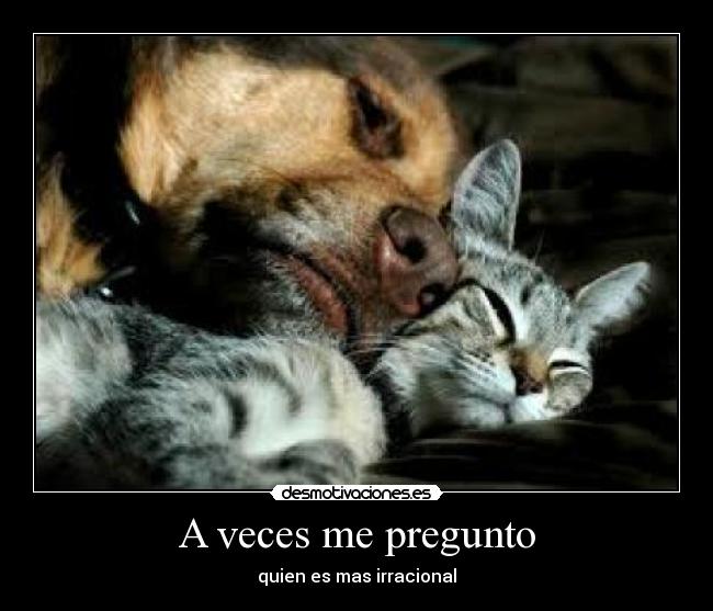 A veces me pregunto - quien es mas irracional