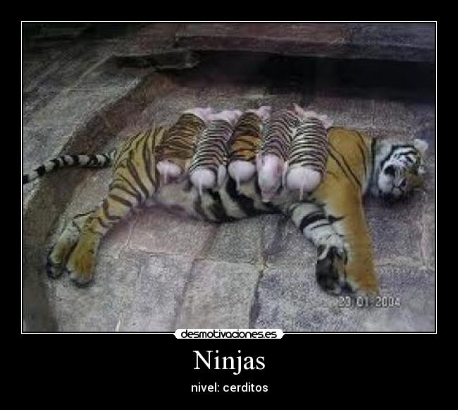 Ninjas - 