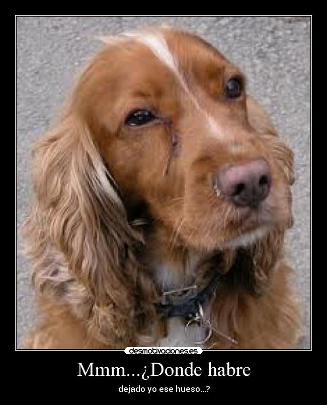 Mmm...¿Donde habre - dejado yo ese hueso...?