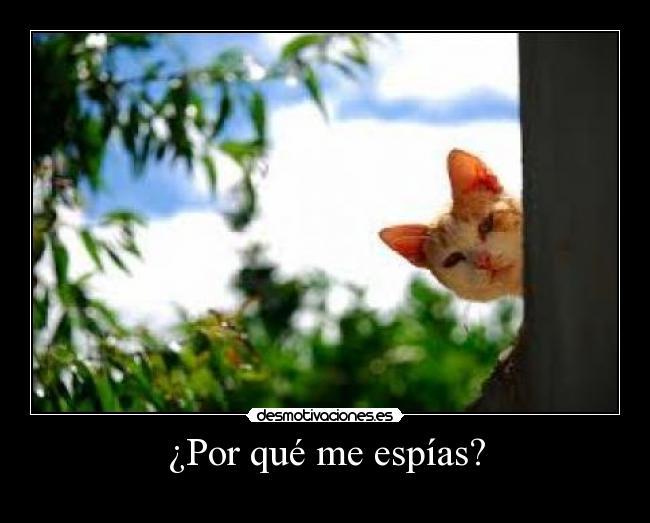 ¿Por qué me espías? -