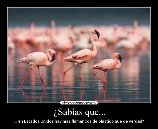 ¿Sabías que... - ... en Estados Unidos hay más flamencos de plástico que de verdad?