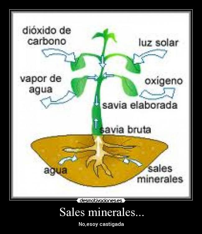 Sales minerales... - No,esoy castigada