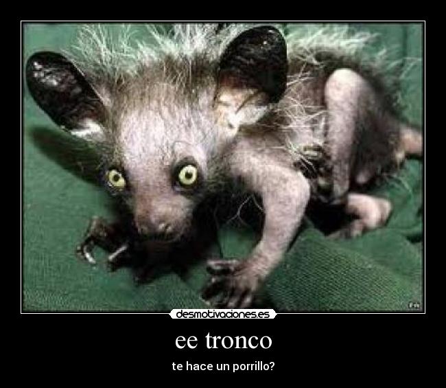 ee tronco - te hace un porrillo?