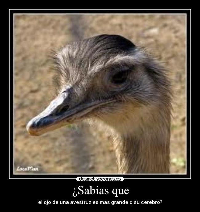 ¿Sabias que - el ojo de una avestruz es mas grande q su cerebro?