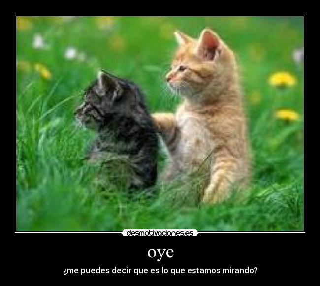 oye -