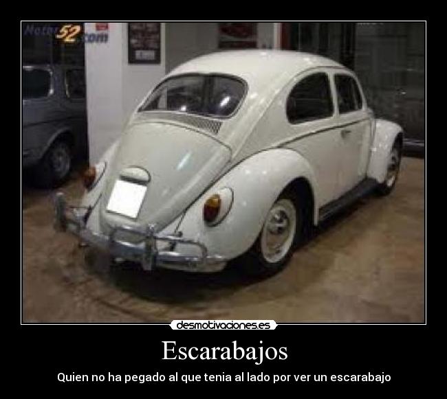 Escarabajos - Quien no ha pegado al que tenia al lado por ver un escarabajo