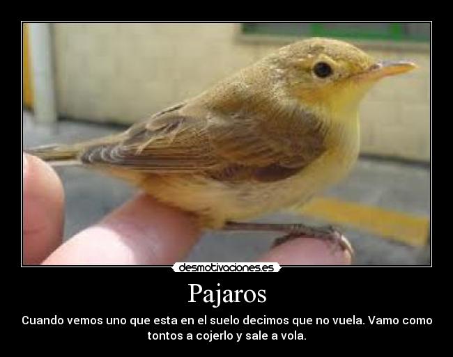 Pajaros - Cuando vemos uno que esta en el suelo decimos que no vuela. Vamo como
tontos a cojerlo y sale a vola.