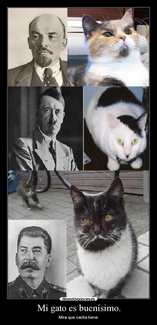 Mi gato es buenísimo. - Mira que carita tiene.