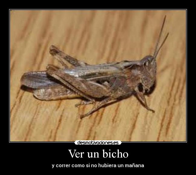 Ver un bicho -