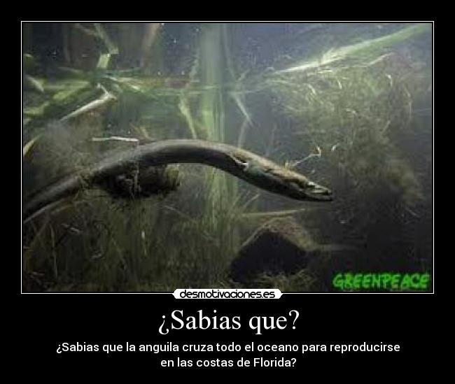 carteles anguila desmotivaciones