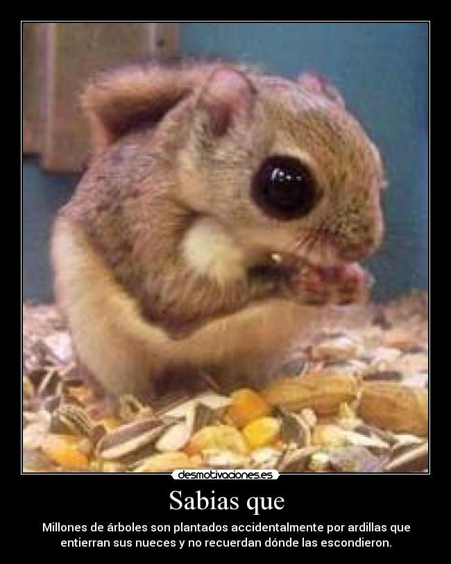 Sabias que - 