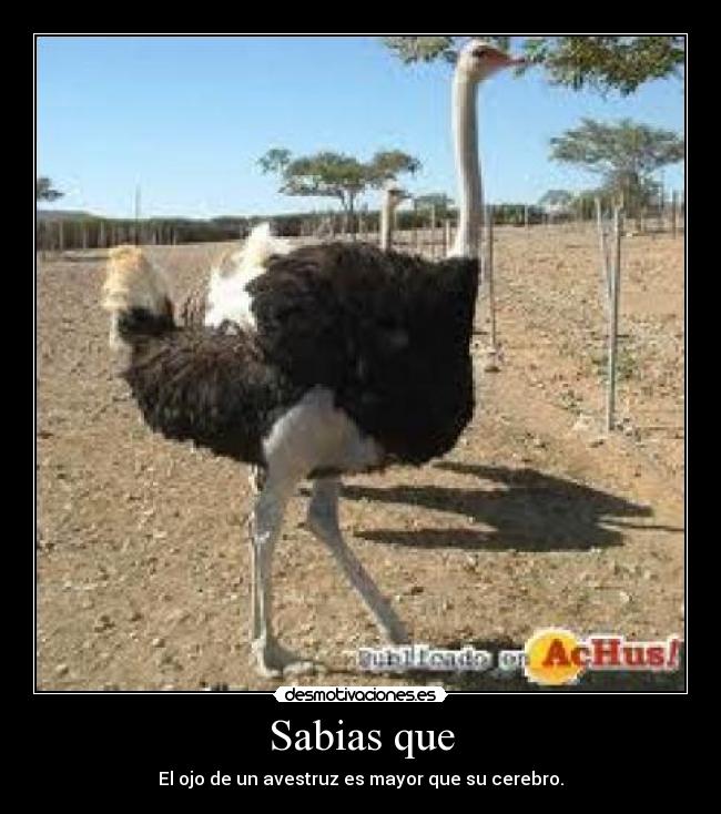 Sabias que - 