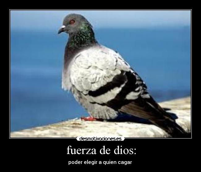 carteles dios palomas cagar chile principal desmotivaciones