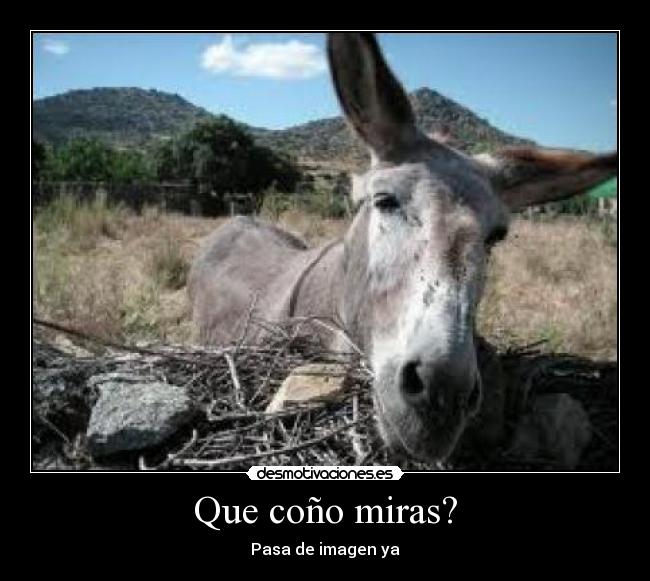 Que coño miras? - Pasa de imagen ya