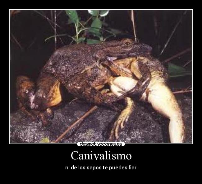 Canivalismo - ni de los sapos te puedes fiar.