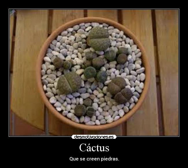 Cáctus - Que se creen piedras.