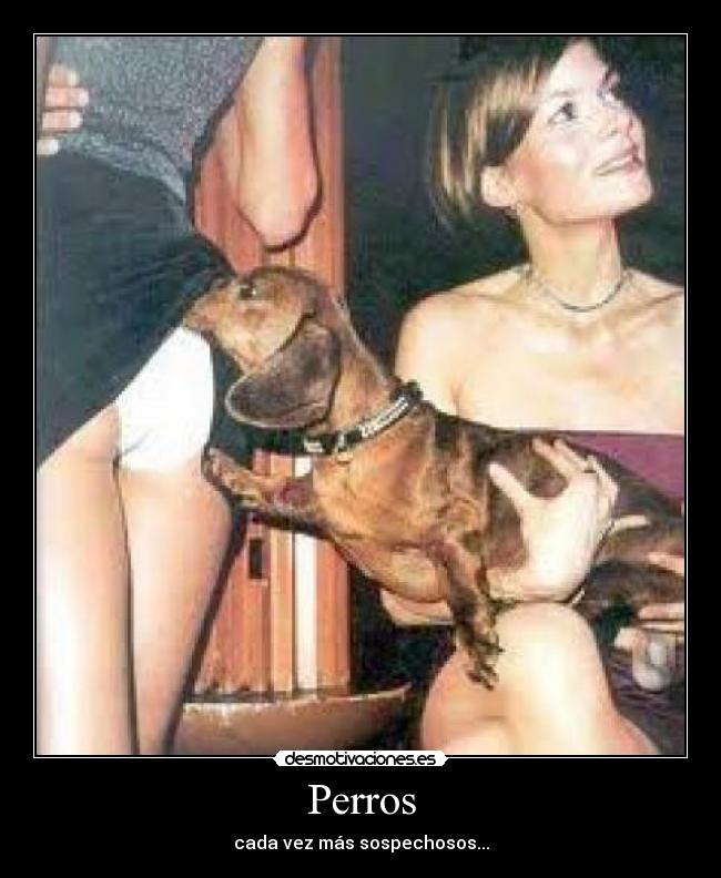 Perros -