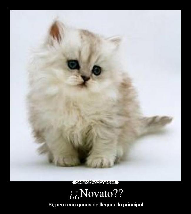 ¿¿Novato?? - 