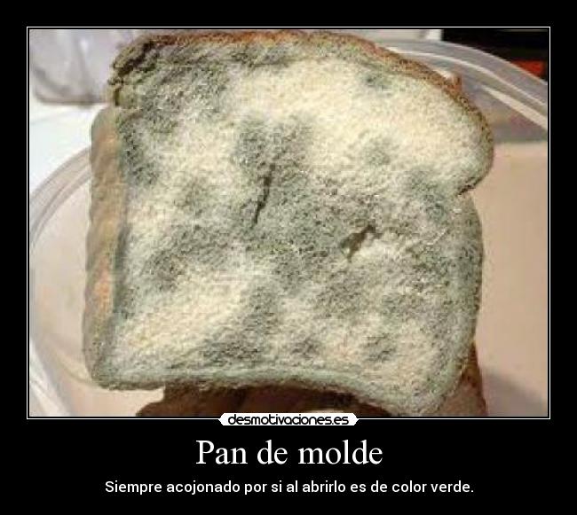 Pan de molde - Siempre acojonado por si al abrirlo es de color verde.