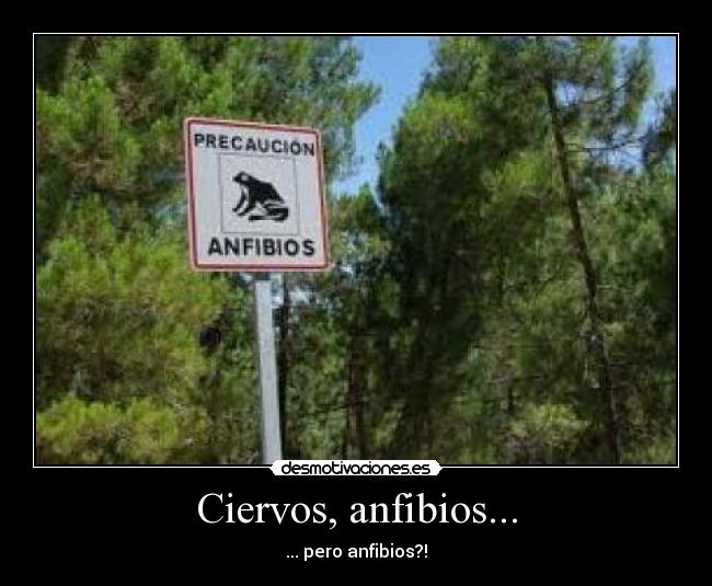 Ciervos, anfibios... - ... pero anfibios?!