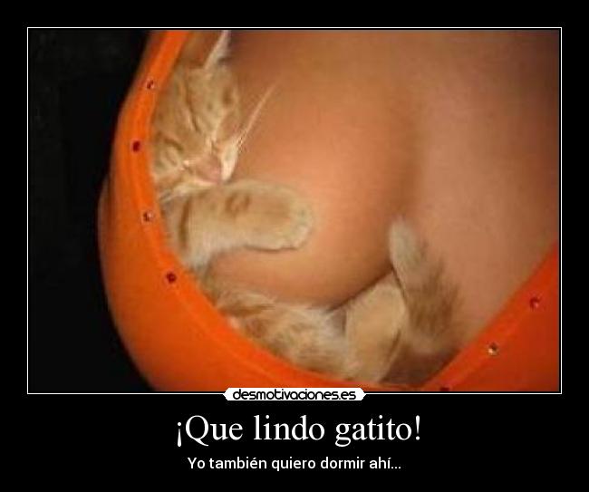 ¡Que lindo gatito! -
