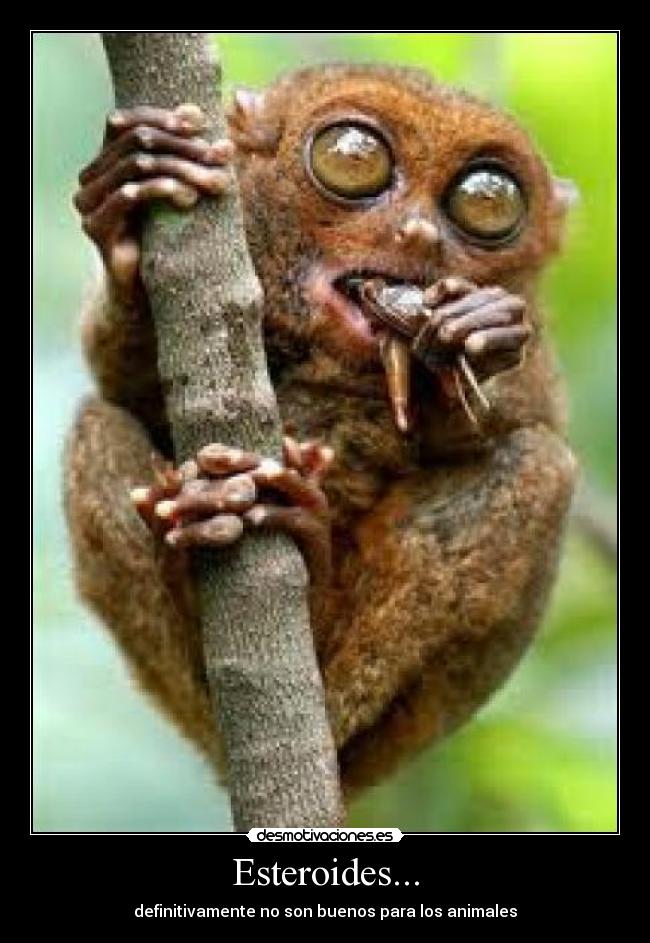 Esteroides... - definitivamente no son buenos para los animales