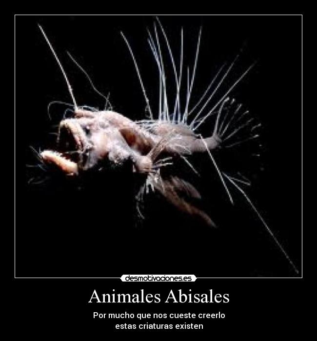 Animales Abisales - Por mucho que nos cueste creerlo
estas criaturas existen