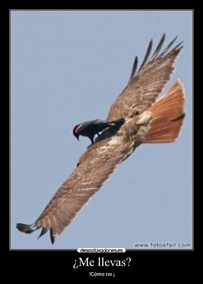 ¿Me llevas? - !Cómo no ¡