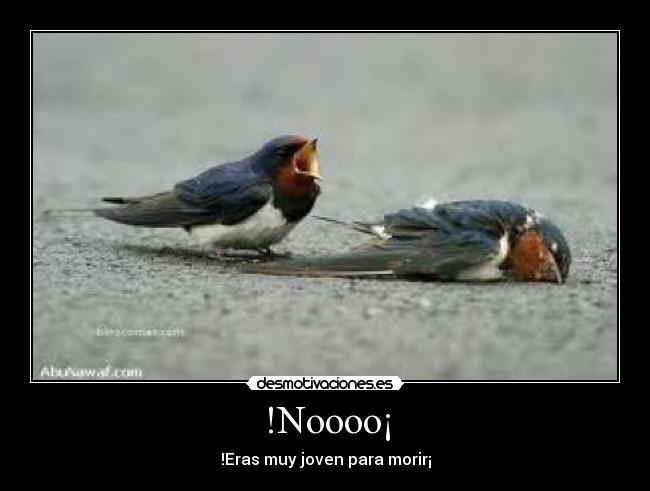 !Noooo¡ - !Eras muy joven para morir¡