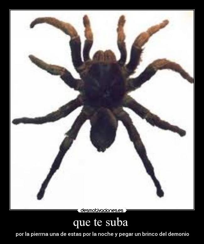 que te suba - por la pierrna una de estas por la noche y pegar un brinco del demonio