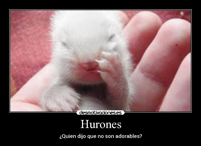 Hurones -