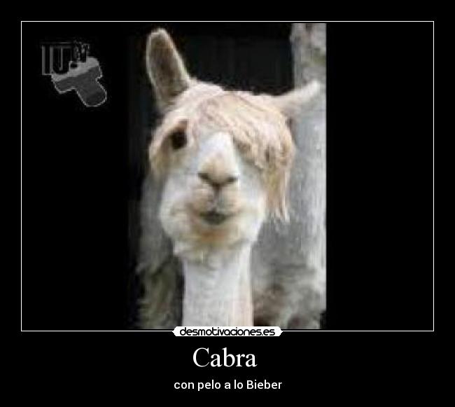 Cabra  - 